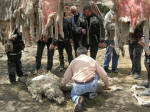Cutting fresh sheepskins 
